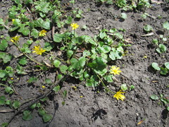 Ficaria verna