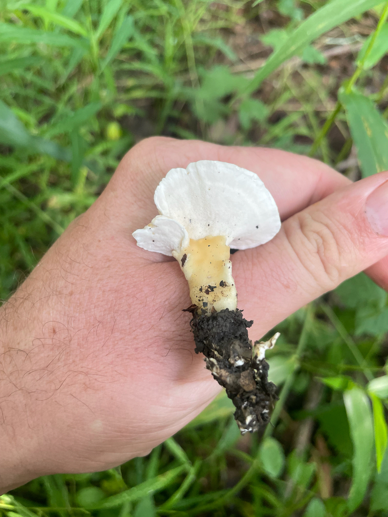 Loweomyces fractipes · August 2026 · photo: Photo: no rights reserved · iNaturalist
