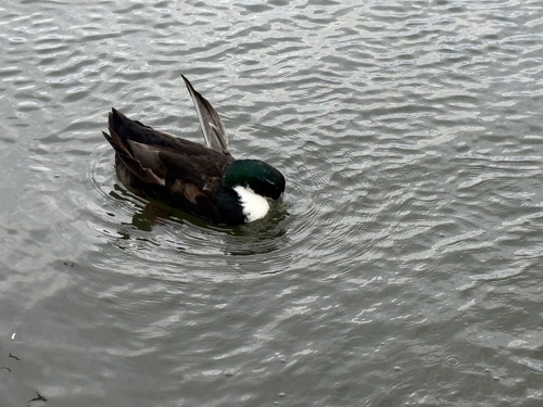 Domestic Mallard