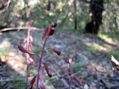Bletia nitida