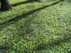 Ficaria verna