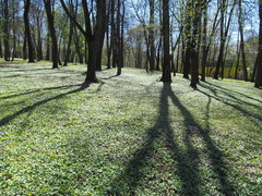 Ficaria verna