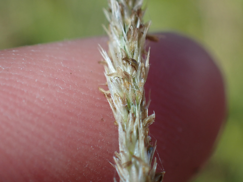 Sporobolus virginicus, 2026-08-08