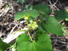 Matelea edwardsensis