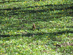 Turdus pilaris