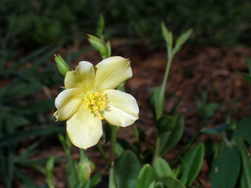 Talinum fruticosum observed 2026-08-08