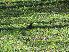 Turdus pilaris