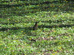 Turdus pilaris