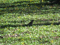 Turdus pilaris