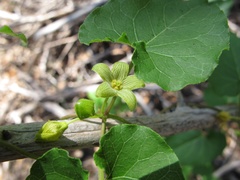 Matelea edwardsensis
