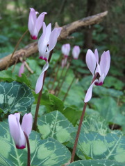 Cyclamen persicum