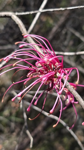 Hakea bakeriana, photograph 6