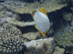 Chaetodon xanthocephalus