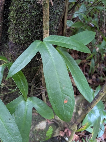 Anthurium palmatum, photograph 4