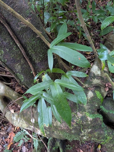 Anthurium palmatum, photograph 5
