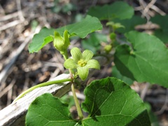 Matelea edwardsensis