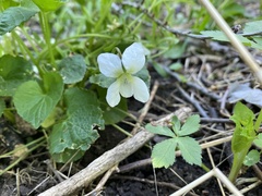 Viola alba