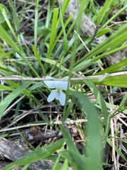 Viola alba