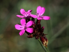 Dianthus pontederae