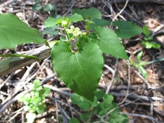 Matelea edwardsensis