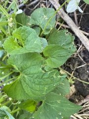Viola alba