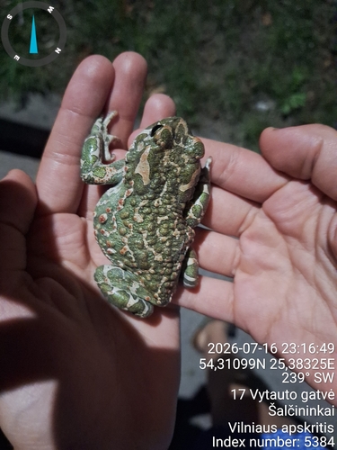 Green Toad