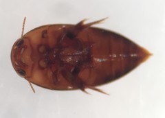 Hydrocanthus oblongus