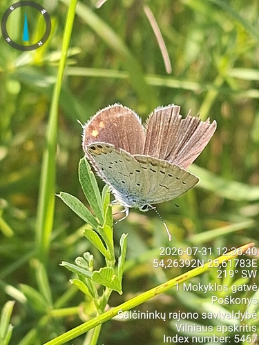 Short-tailed Blue
