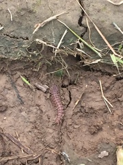 Pseudopolydesmus pinetorum