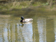 Anas platyrhynchos