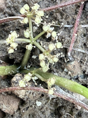 (c) Noah How, some rights reserved (CC BY) Lilaeopsis occidentalis, photograph (c) Noah How, some rights reserved (CC BY)