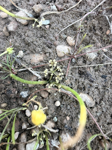 Lilaeopsis occidentalis, photograph 6