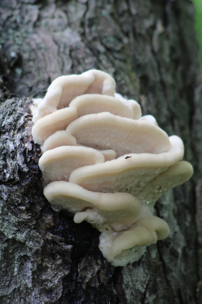 Northern Tooth · August 2026 · photo: Photo: (c) Michelle Norcéide, some rights reserved (CC BY) · iNaturalist