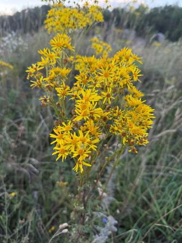 ragwort