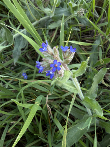 common alkanet