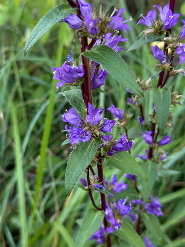 clustered bellflower
