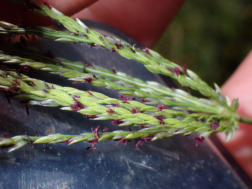 Digitaria eriantha observed 2026-08-08