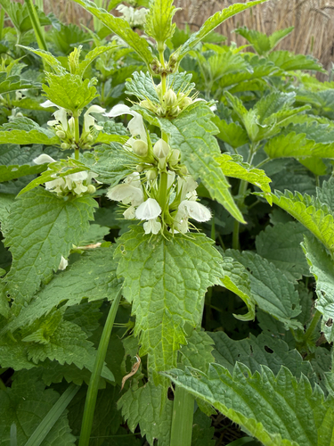 White deadnettle