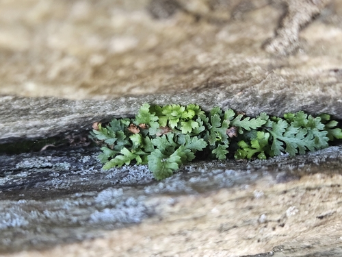 Asplenium montanum, photograph 5