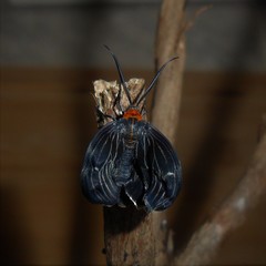 Melanchroia chephise