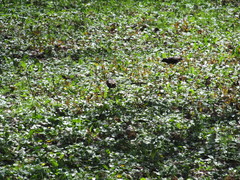 Sturnus vulgaris