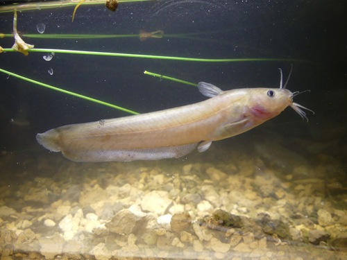 Glover's tandan (Neosilurus gloveri) — Plotosidae