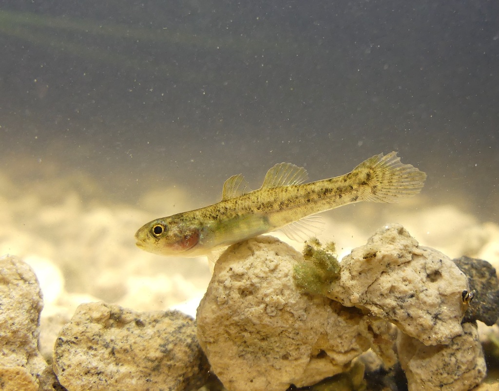 Dalhousie Goby