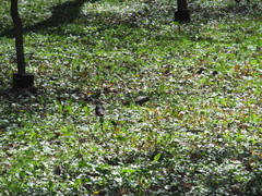 Sturnus vulgaris