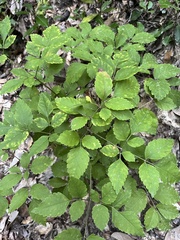 Ligusticum canadense