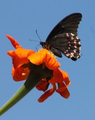 Heraclides rogeri pharnaces