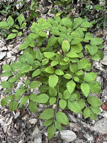 Ligusticum canadense, photograph 2