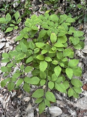 Ligusticum canadense, photograph (c) Will McFarland, some rights reserved (CC BY)