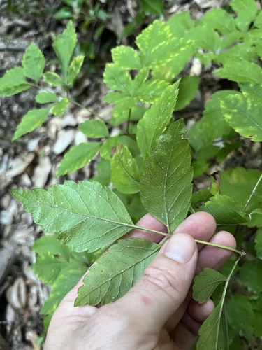 Ligusticum canadense, photograph 3