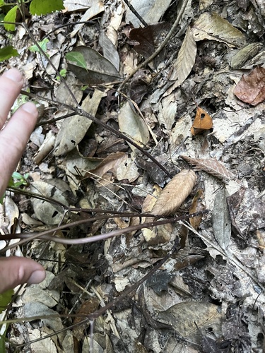 Ligusticum canadense, photograph 4